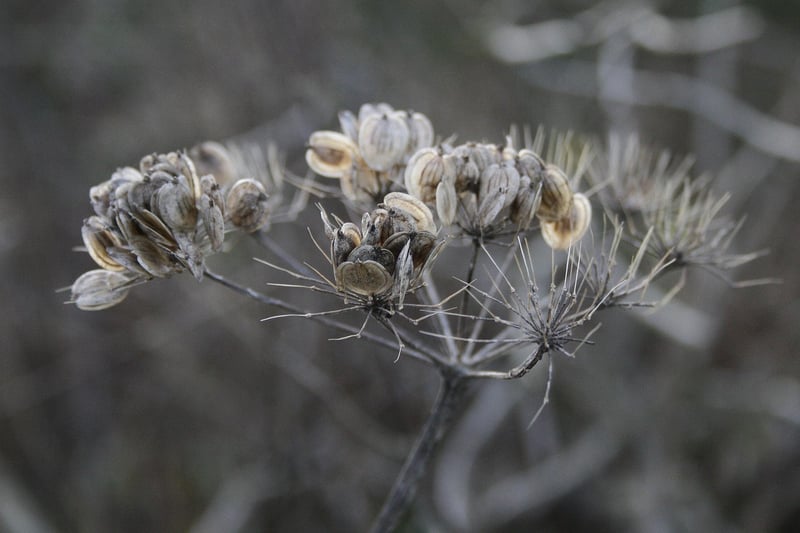 Seeds Sprouting